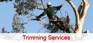 Tree Trimming - Tree Care Services