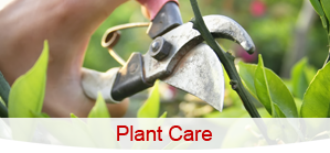 Plant Trimming - Tree Care Services