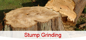 Tree Stump - Tree Care Services