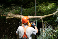 Hanging Limbs - Tree Trimming