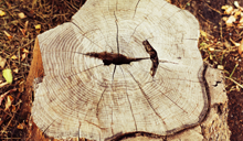 Stump - Stump Grinding