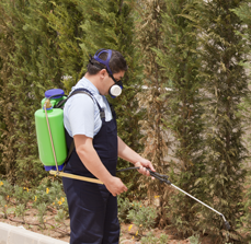 Spraying Fertilizer - Plant Care